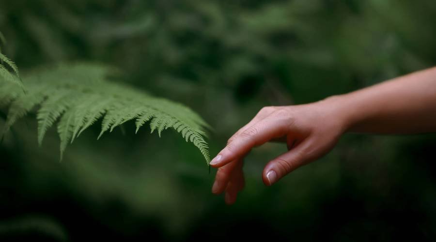 A woman's hand and a fern leaf. Man and nature